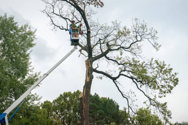 Best Storm Damage Tree Cleanup  in Plymouth, CA