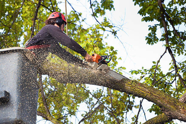 Best Tree Preservation Services  in Plymouth, CA